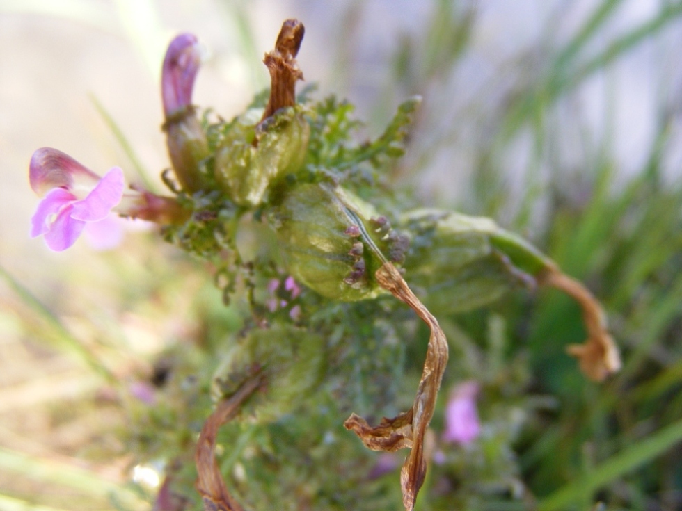 Pedicularis da id.